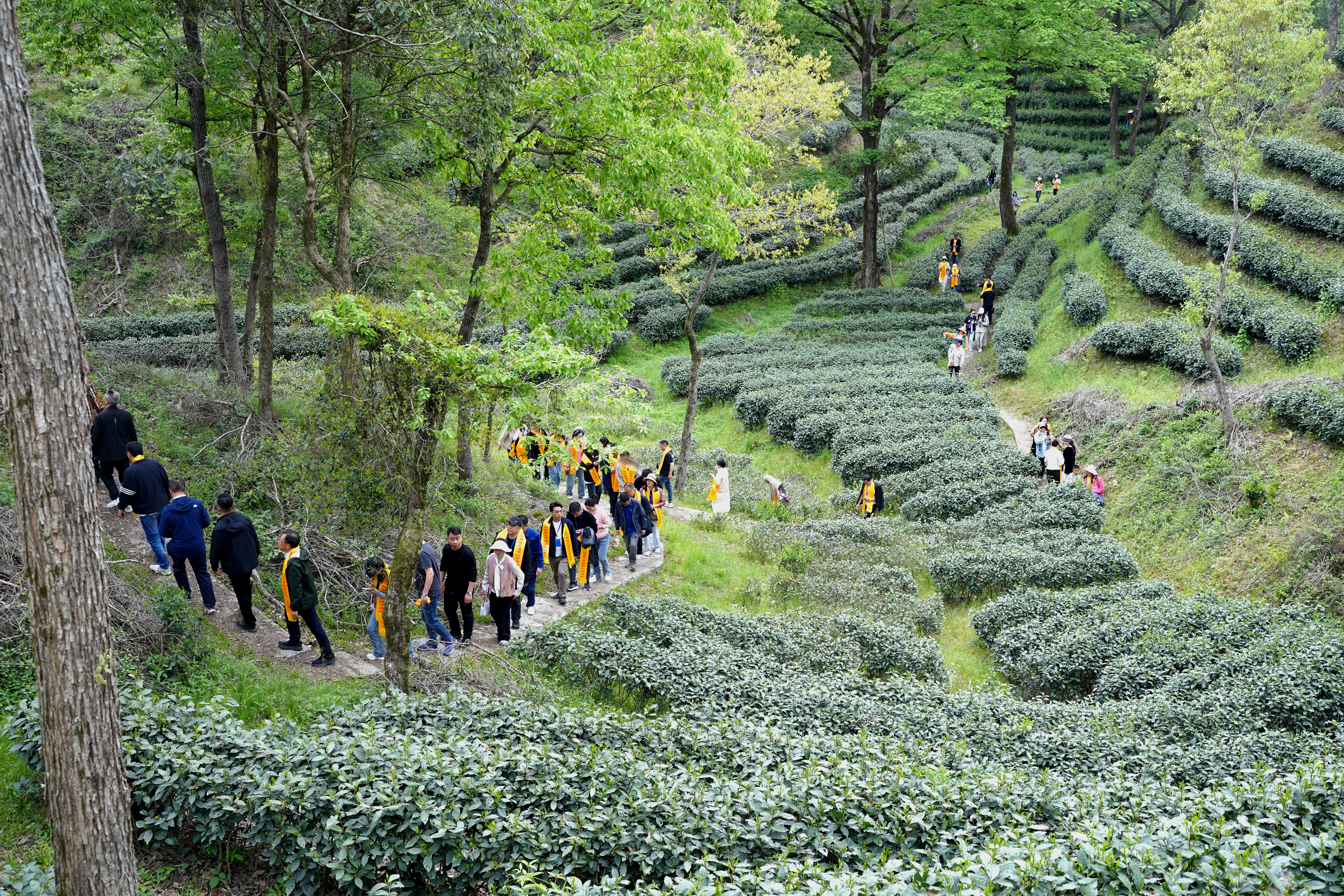 ?春茶飄香時(shí)，六百里太平猴魁正式開(kāi)采